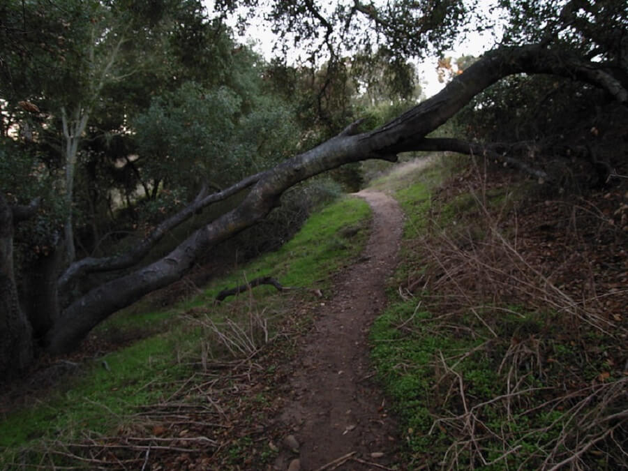 Tecolote Canyon Natural Park Flickr Image