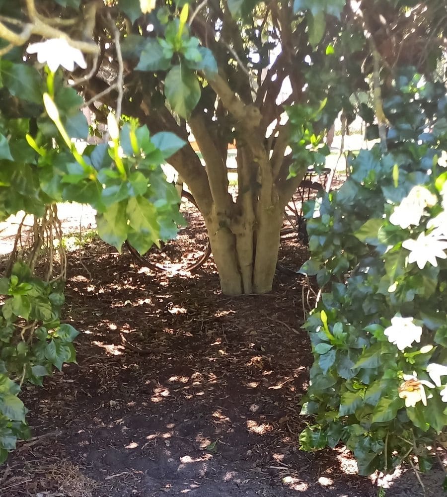 Bicycle hiding behind trees and shrubs
