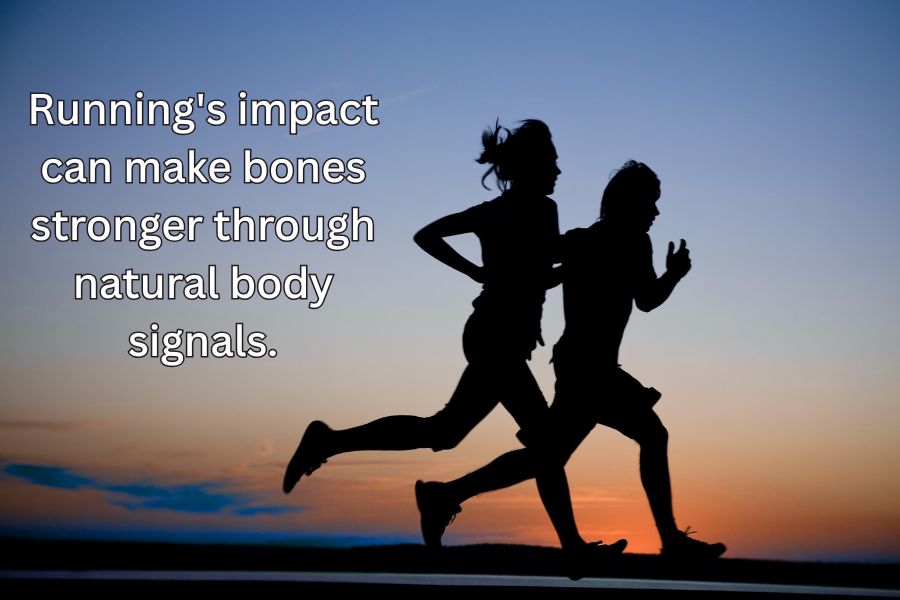 Running's impact makes bones stronger through natural body signals.