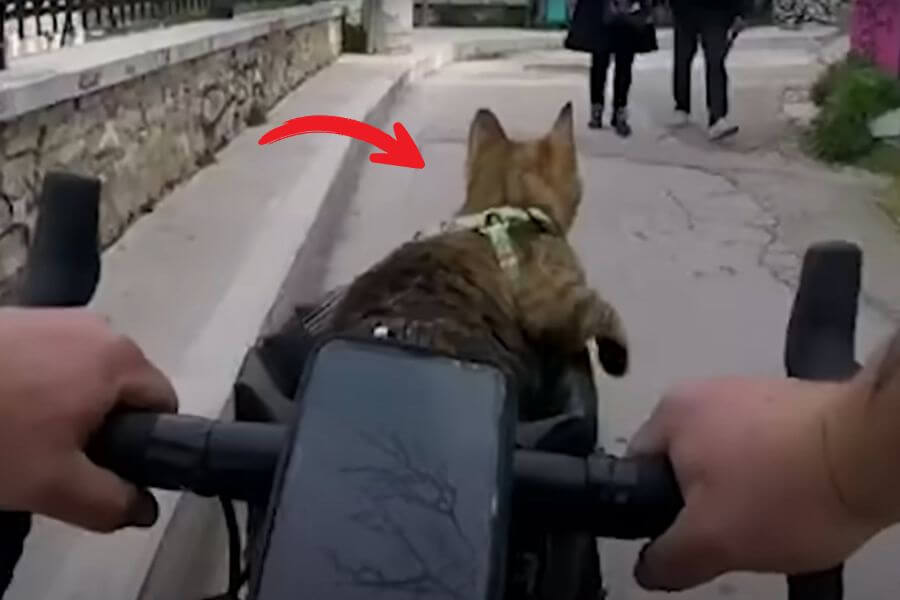 Nala the cat on an around the world adventure