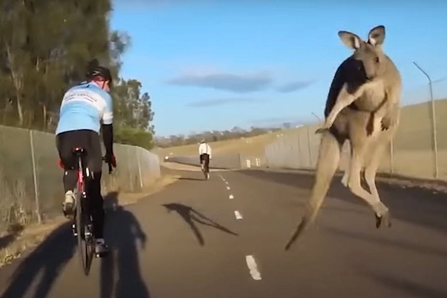 The Insane Moment a Kangaroo Body-Slammed a Cyclist