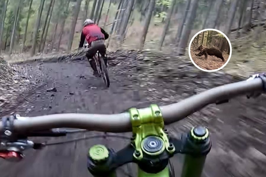 NIGHTMARE CHASE Bear Charges Mountain Bikers in Bike Park - BikePush (1)