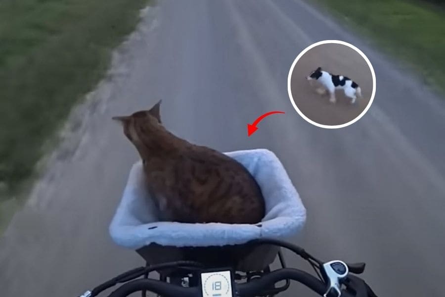 What Happens When Dogs Chase a Cyclist… and His Basket Cat - BikePush