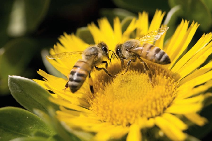 bees on a yellow flower