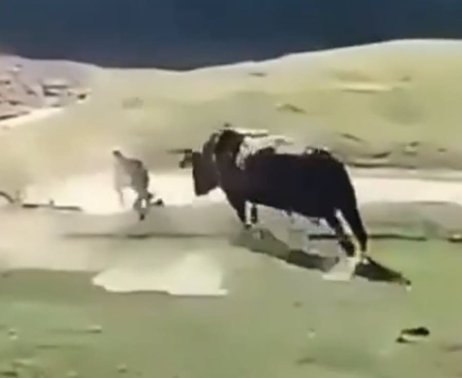 bull charges cyclist
