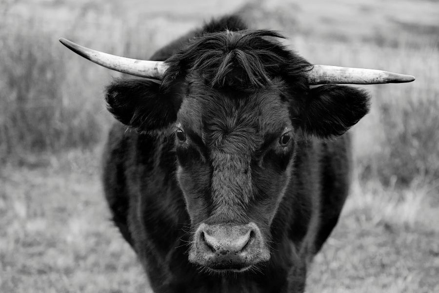 a bull facing straight on